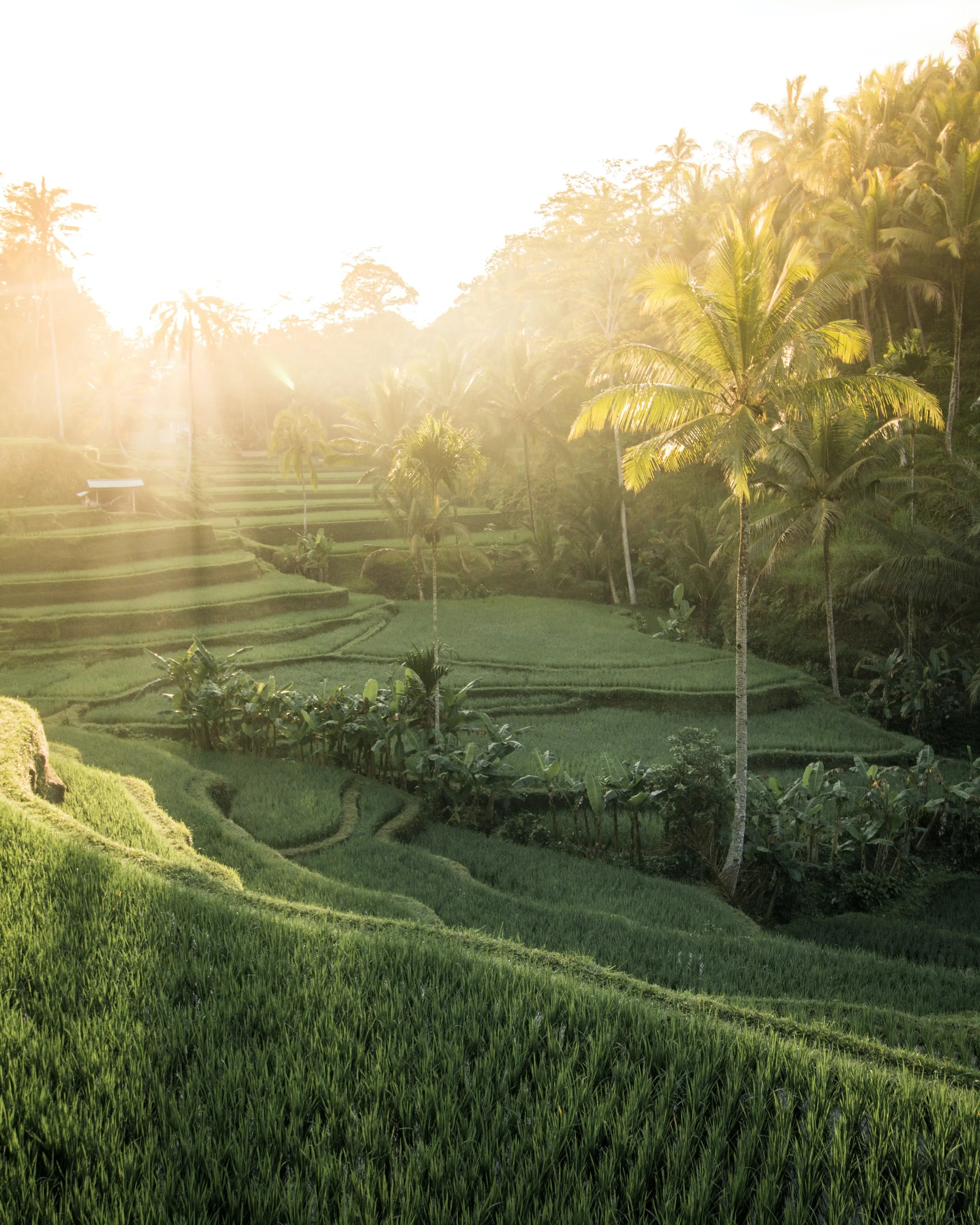 Sonnenaufgang über grünen Reisterrassen auf Bali.
