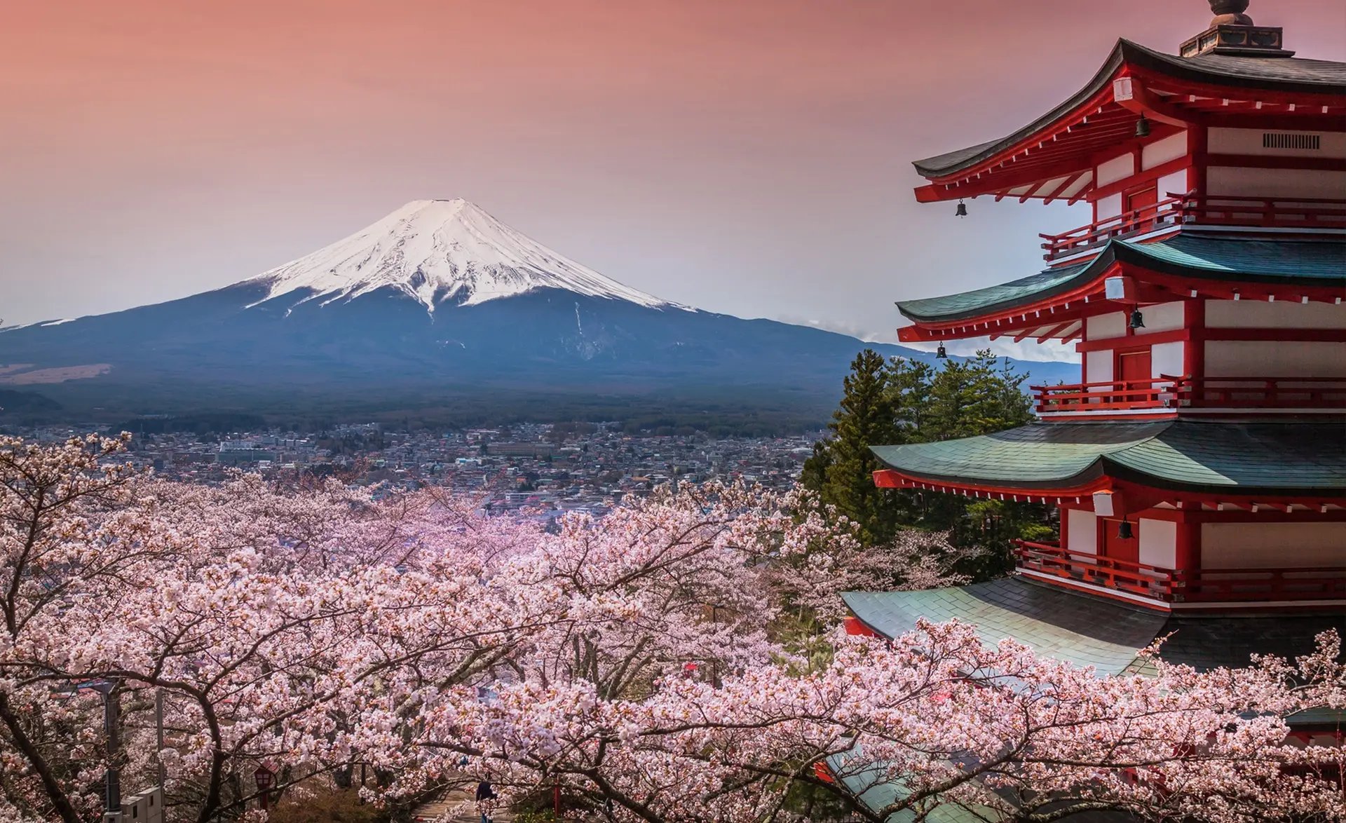 Blick auf den Mount Fuji in Japan mit einer traditionellen Pagode im Vordergrund und blühenden Kirschbäumen. 