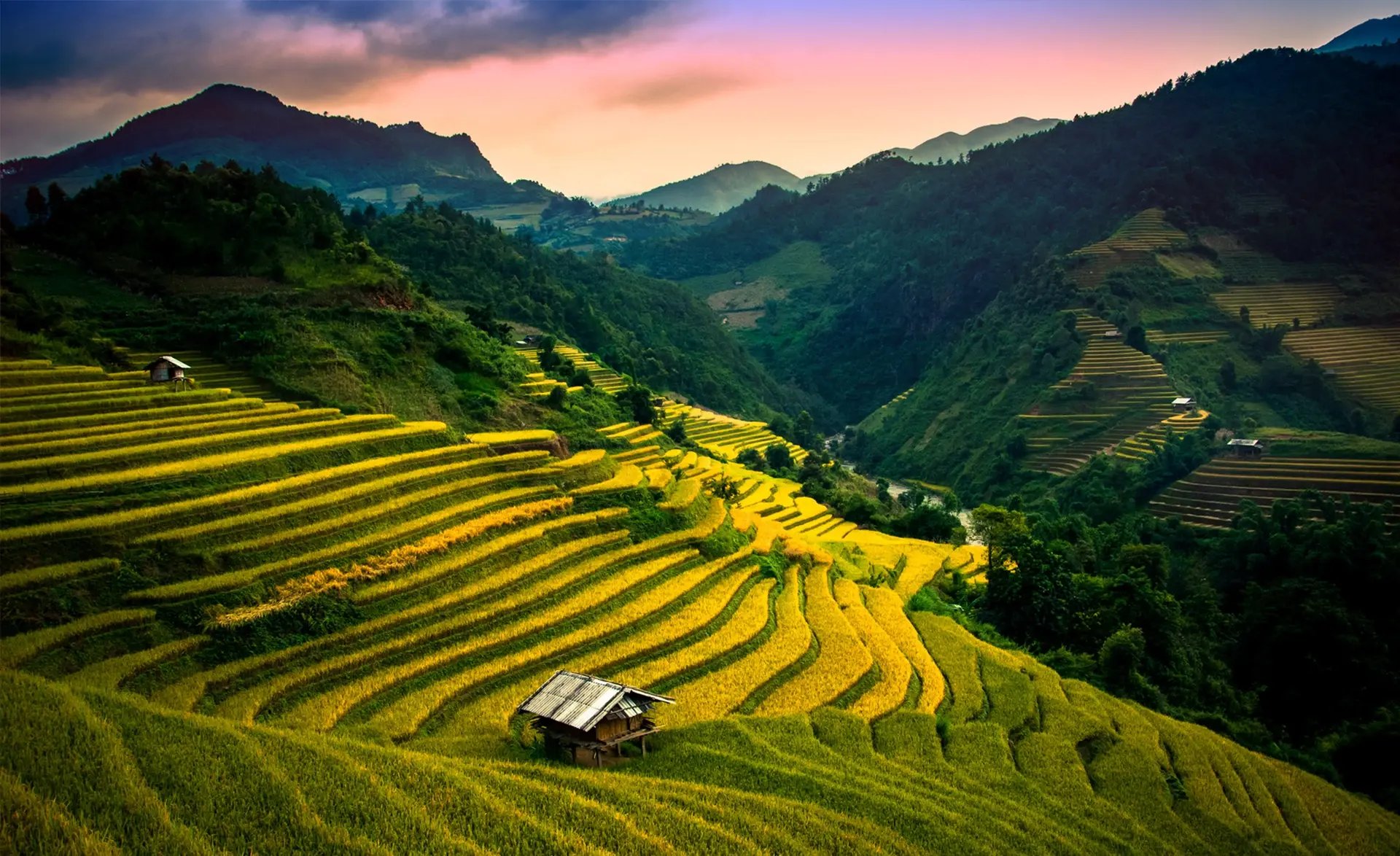 Reisterrassen in Asien bei Sonnenuntergang. 