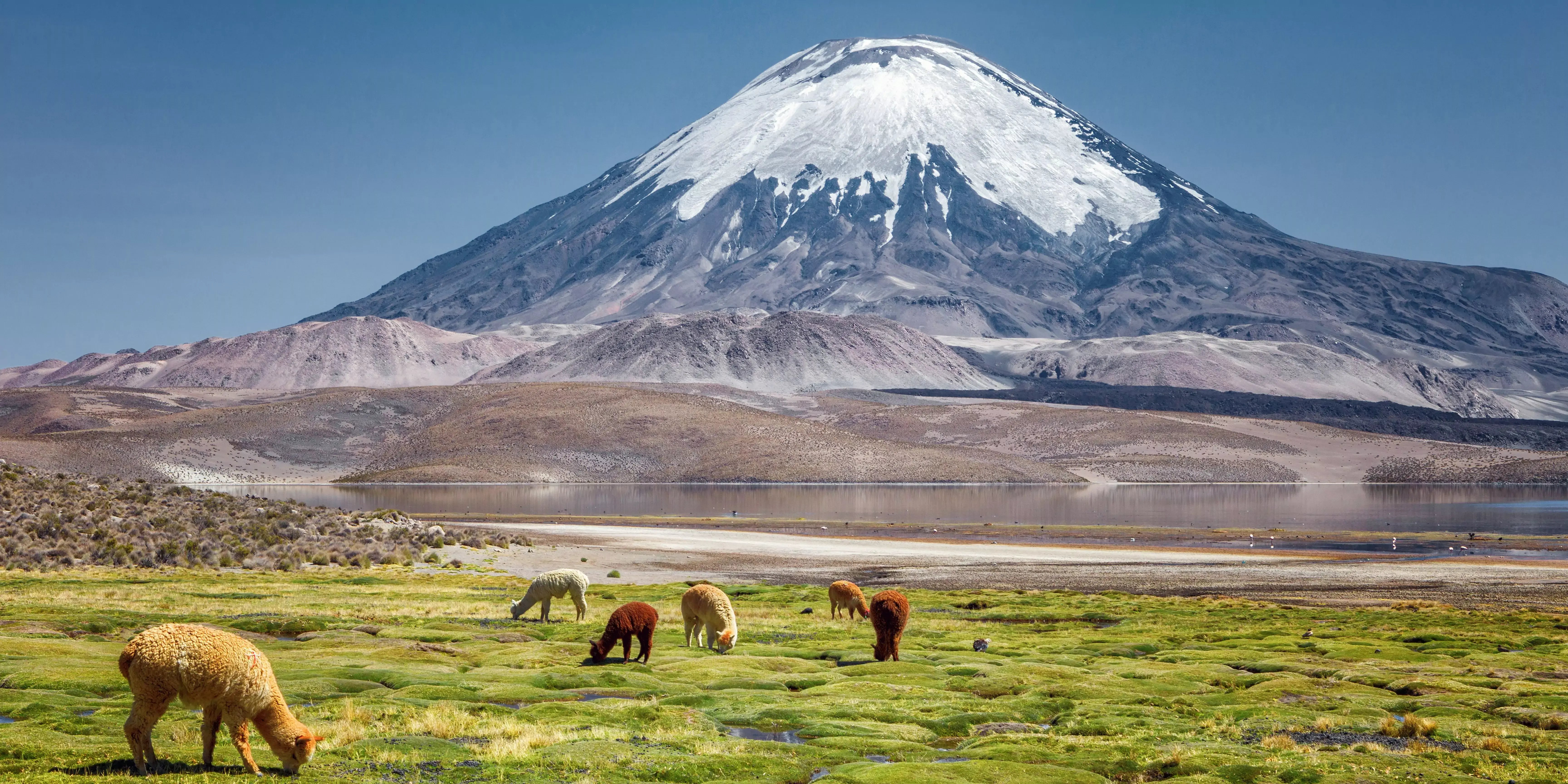 Schneebedeckter Vulkan in Chile mit grasender Alpakaherde im Vordergrund in einer Hochlandlandschaft. Natur und Tierwelt in Südamerika, Andenregion.